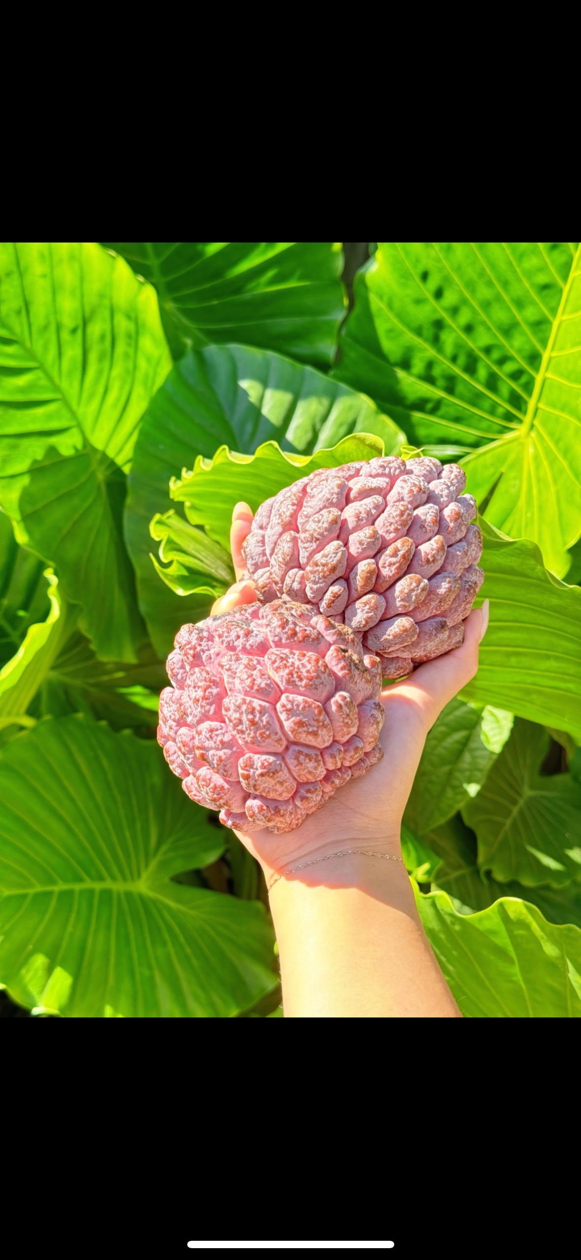 Sugar Apple (Sweetsop)