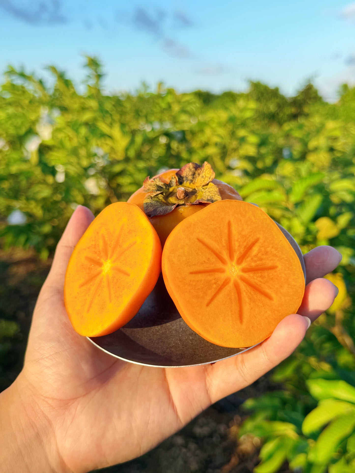 Tropical Persimmon