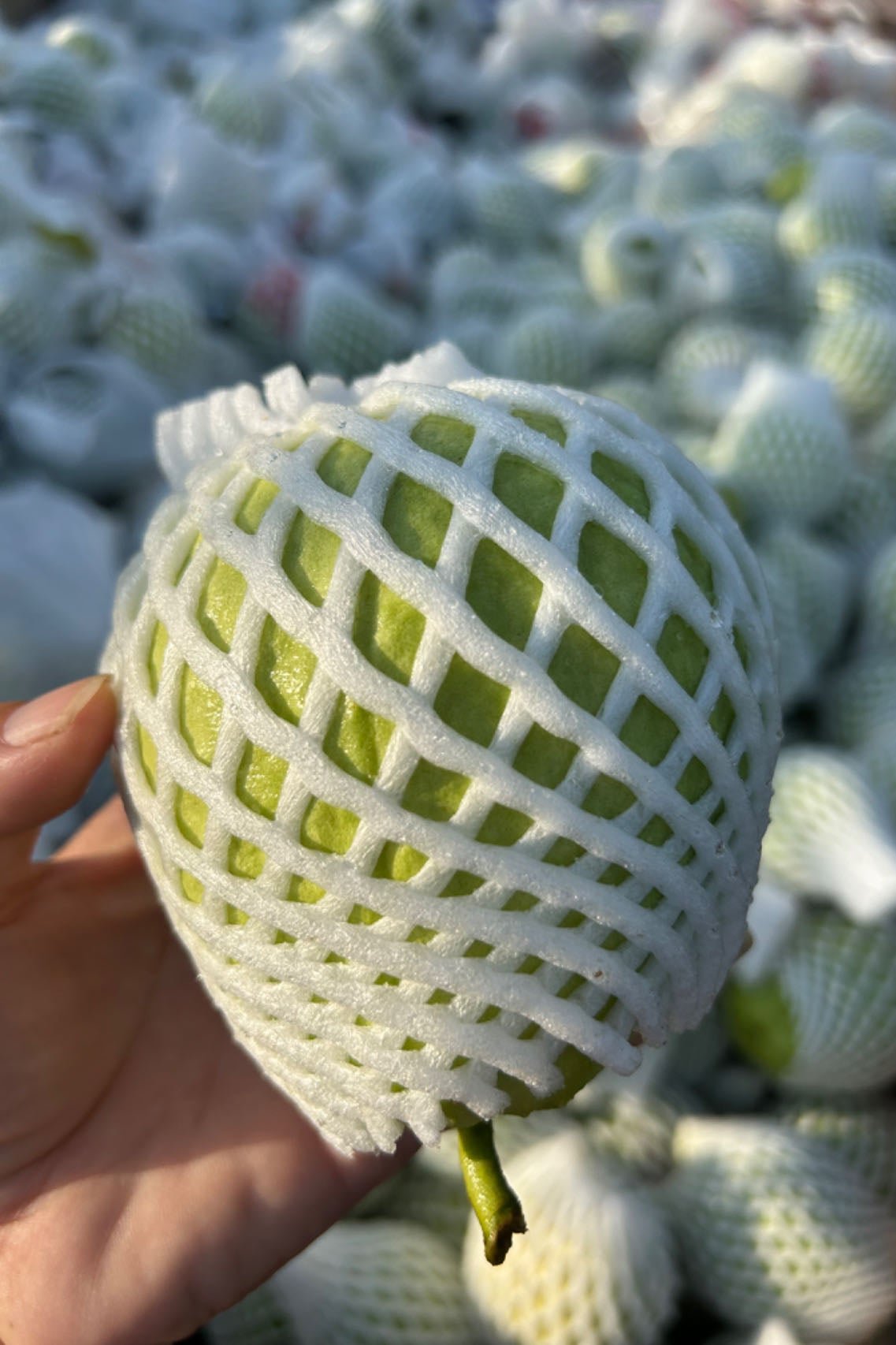 Watermelon Guava