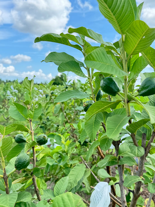 Watermelon Guava Tree  1 gal  Air-Layered (Fruiting)