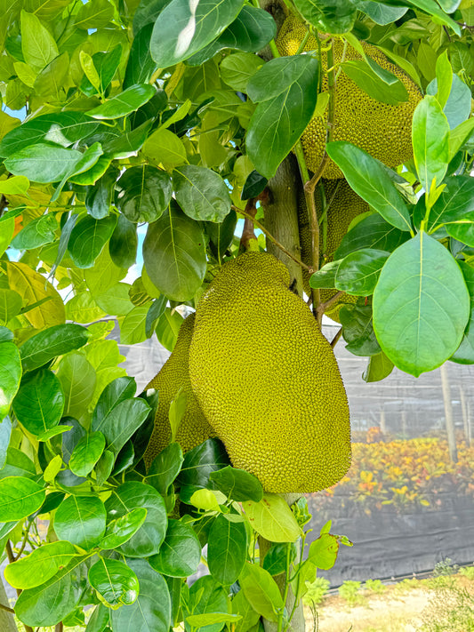 Jackfruit