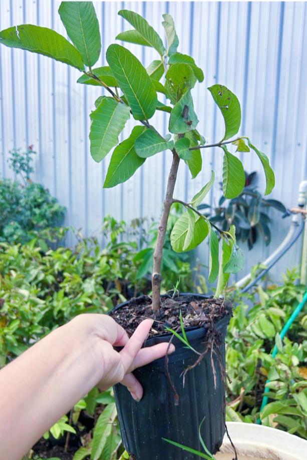 Watermelon Guava Tree  1 gal  Air-Layered (Fruiting)