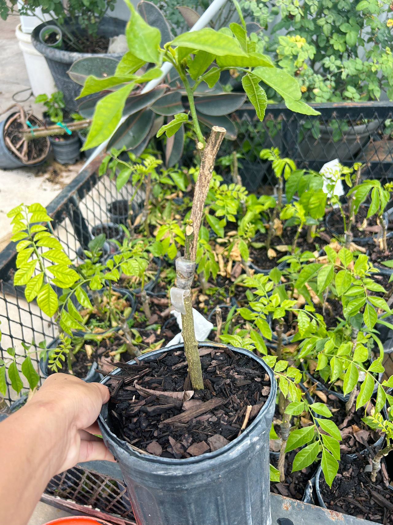 Wanpee Fruit Tree 1 gal Grafted