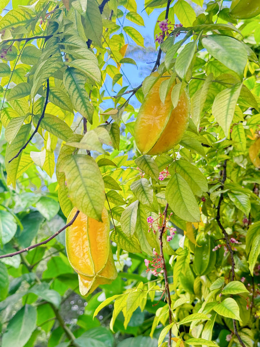 Starfruit Tree 1 gal Air-layered (Fruiting)