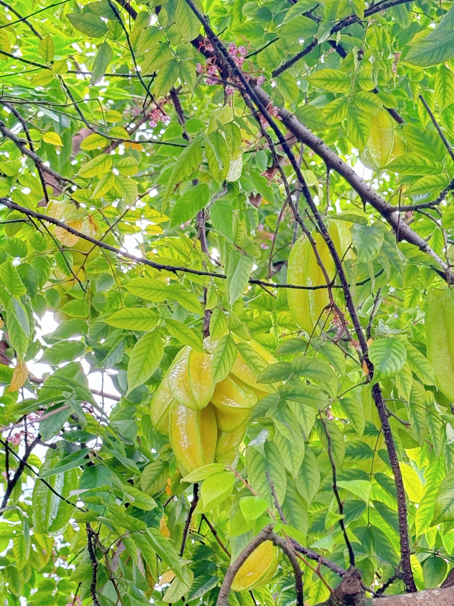 Starfruit (Carambola)