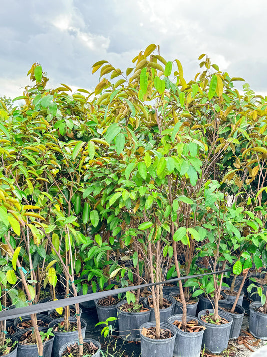 Green Star Apple Tree (Caimito)