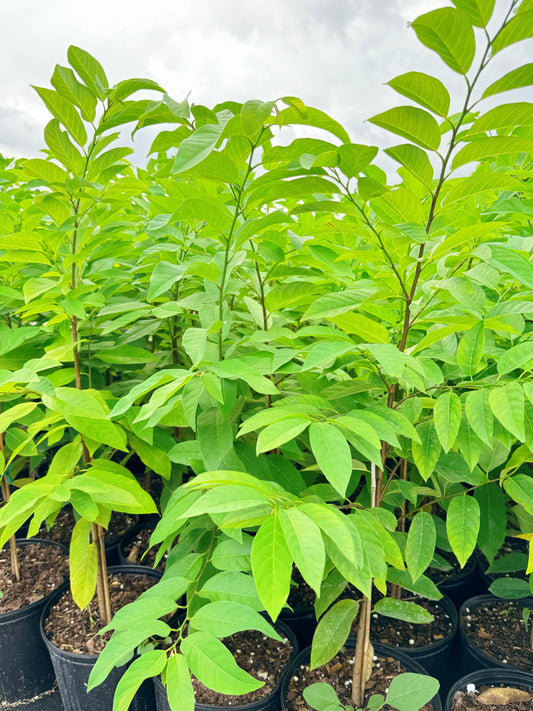 Sugar Apple Tree (Sweetsop)