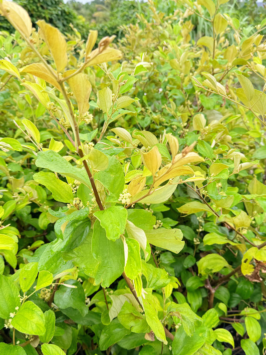 Green Jujube Tree 1 gal Air-Layered (Flowering)