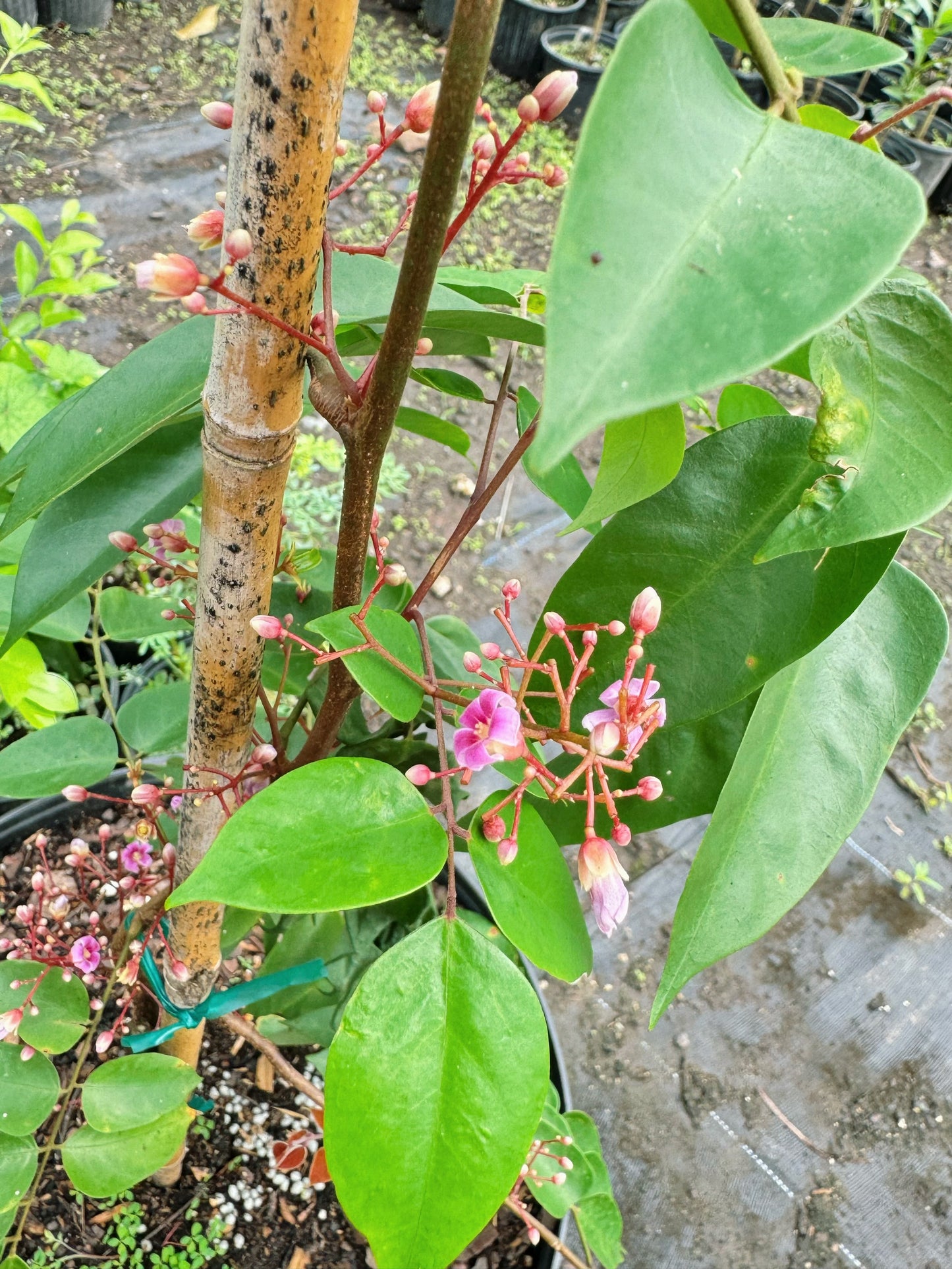 Starfruit Tree 1 gal Air-layered (Fruiting)