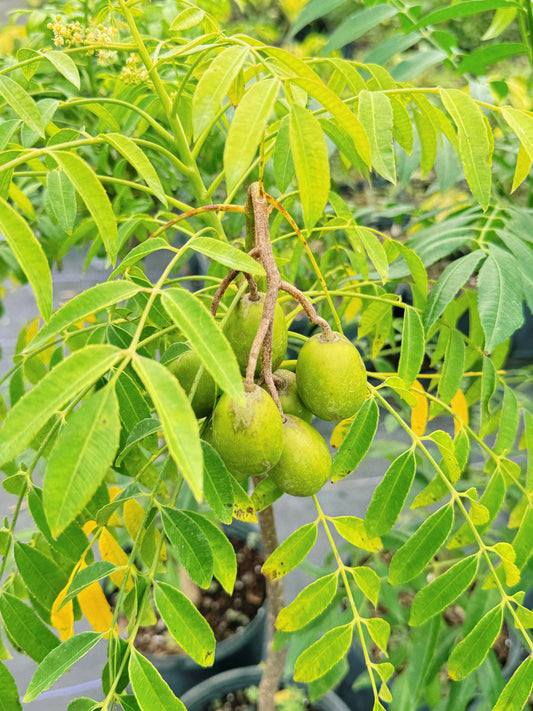 June Plum Tree 3gal (Fruiting)