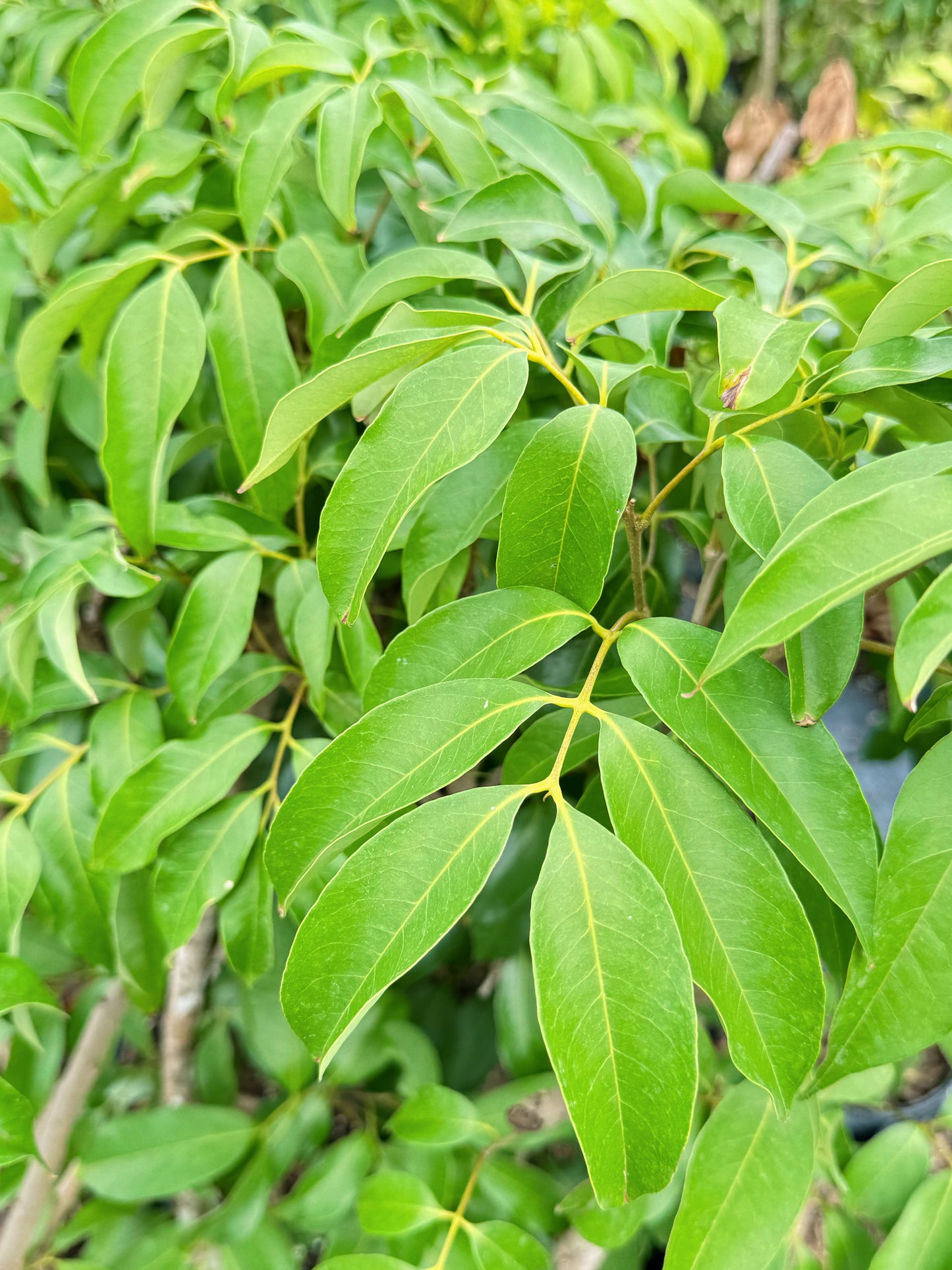 Longan Tree 3 gal Air-layered