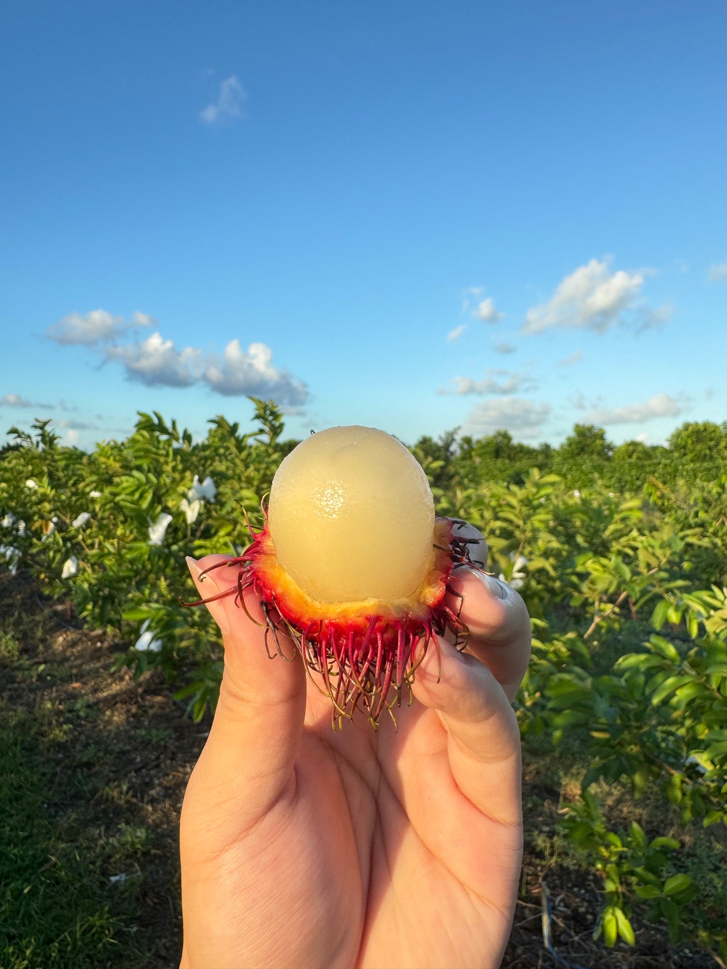 Tropical Fruit Box