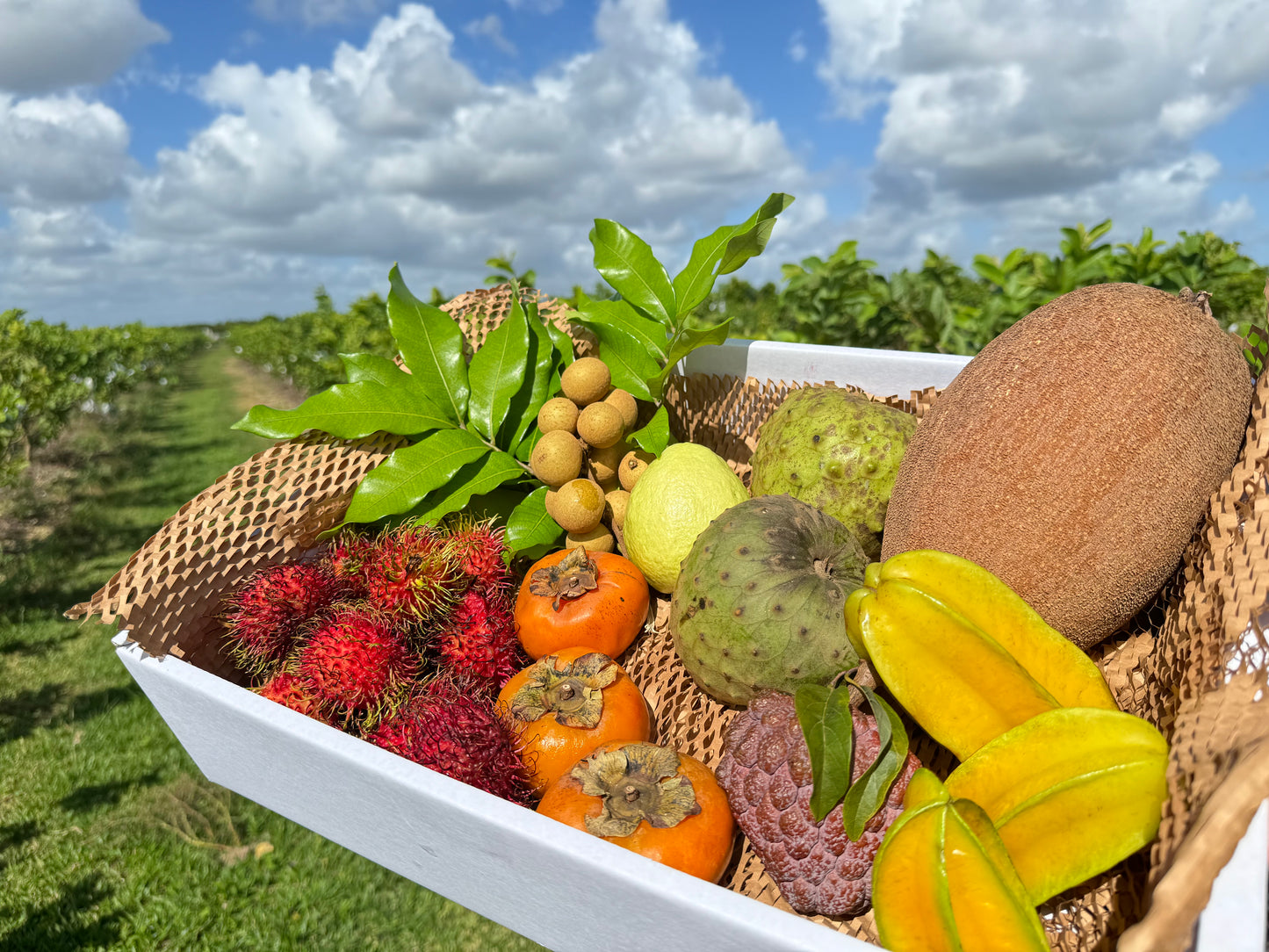 Tropical Fruit Box