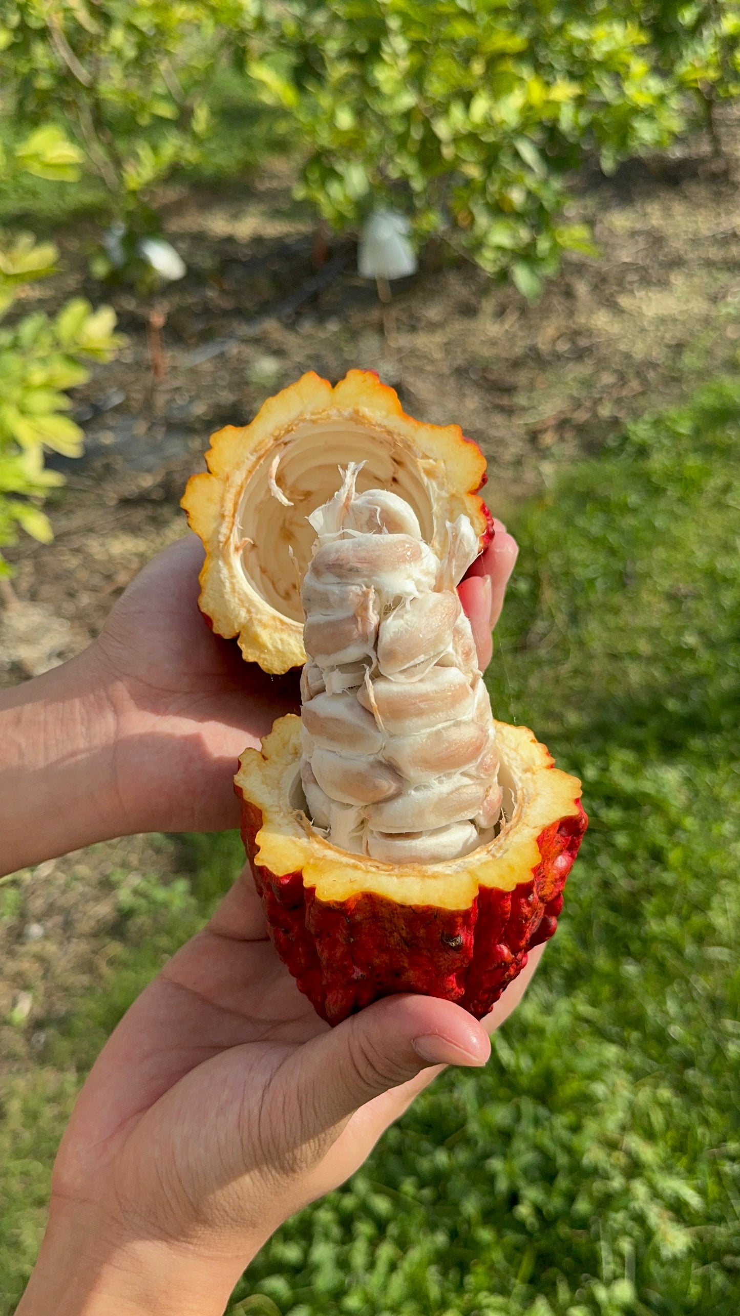 Cacao Fruit (Chocolate)