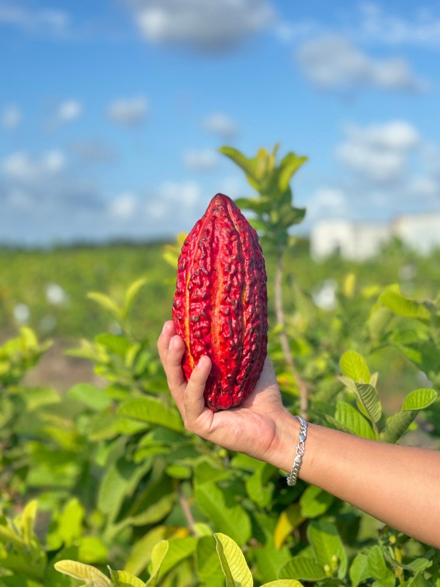 Cacao Fruit (Chocolate)