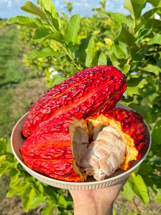 Cacao Fruit (Chocolate)