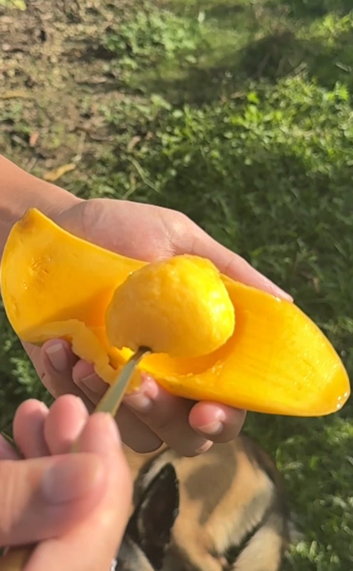 Thai Mango (Nam Dok Mai)