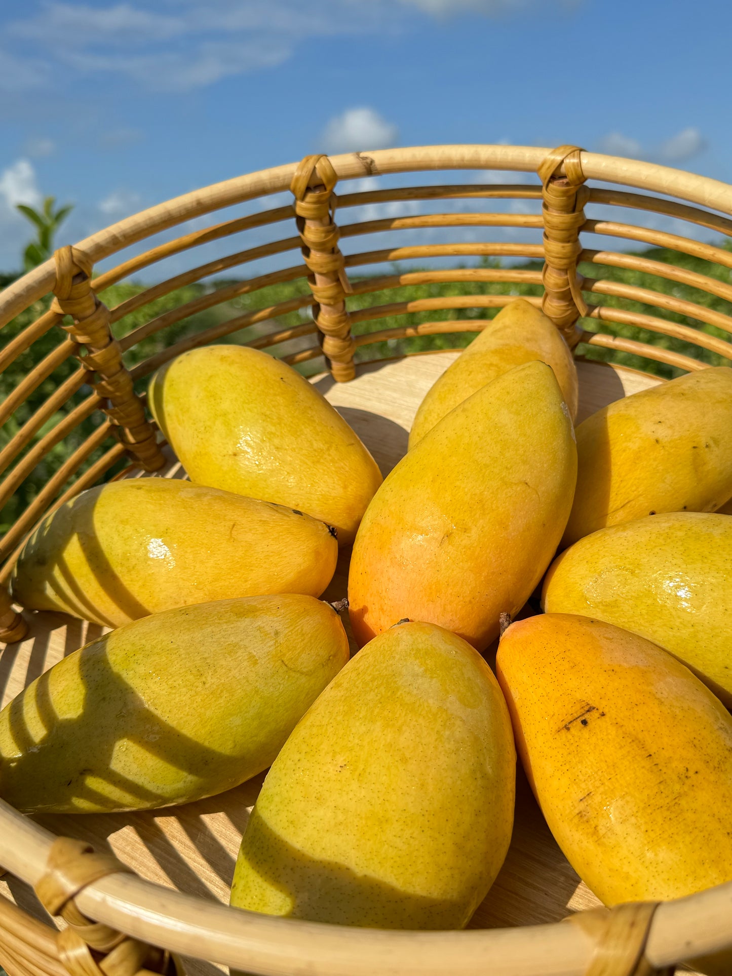 Tropical Fruit Box