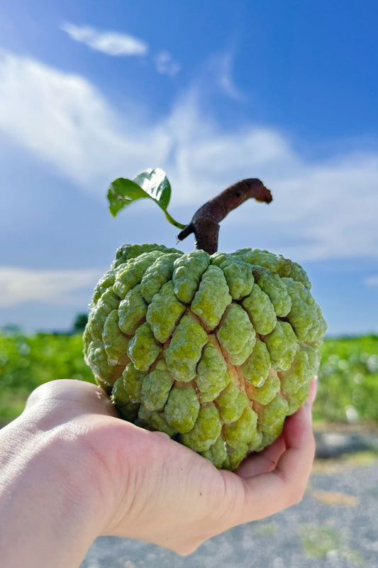 Sugar Apple (Sweetsop)