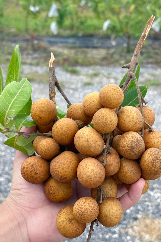 Longan