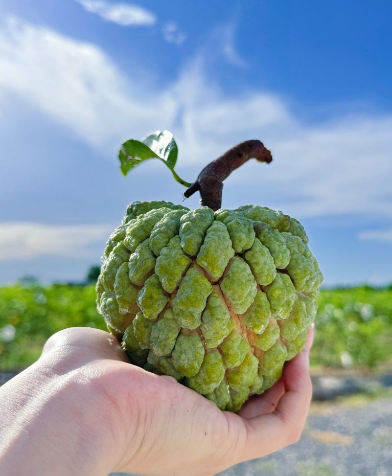 Tropical Fruit Box