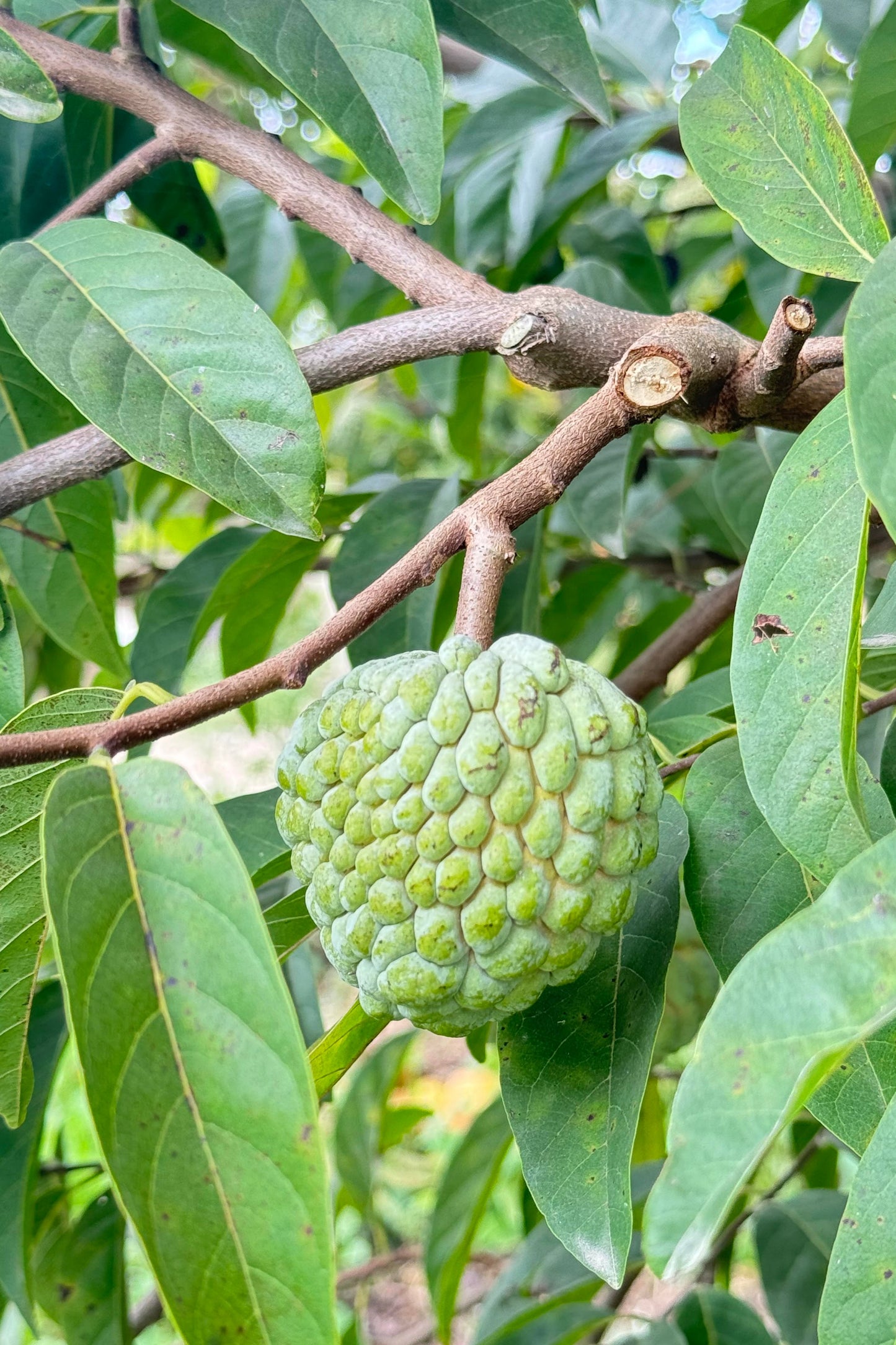 Sugar Apple (Sweetsop)